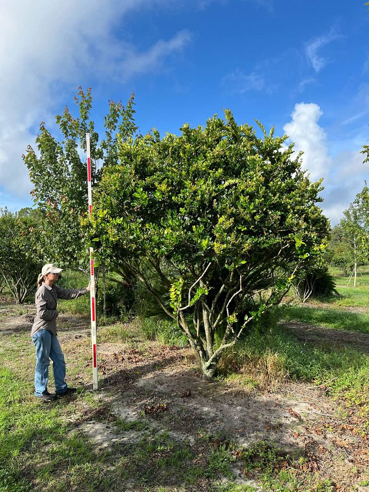 ligustrum-japonicum-howardi-japanese-privet-wax-leaf-ligustrum