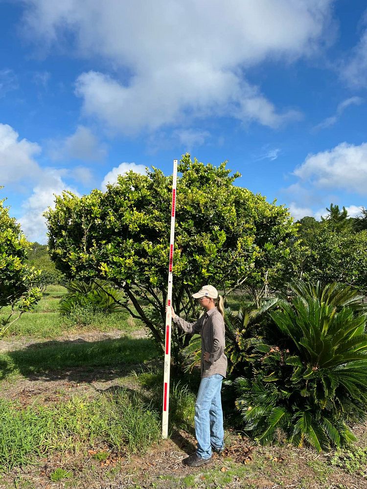 ligustrum-japonicum-howardi-japanese-privet-wax-leaf-ligustrum