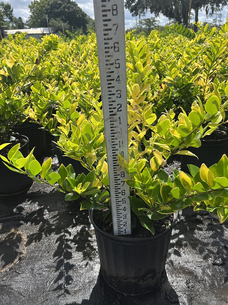 ligustrum-japonicum-howardi-japanese-privet-wax-leaf-ligustrum