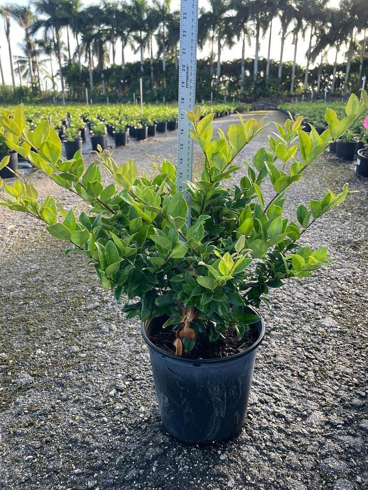 ligustrum-japonicum-howardi-japanese-privet-wax-leaf-ligustrum