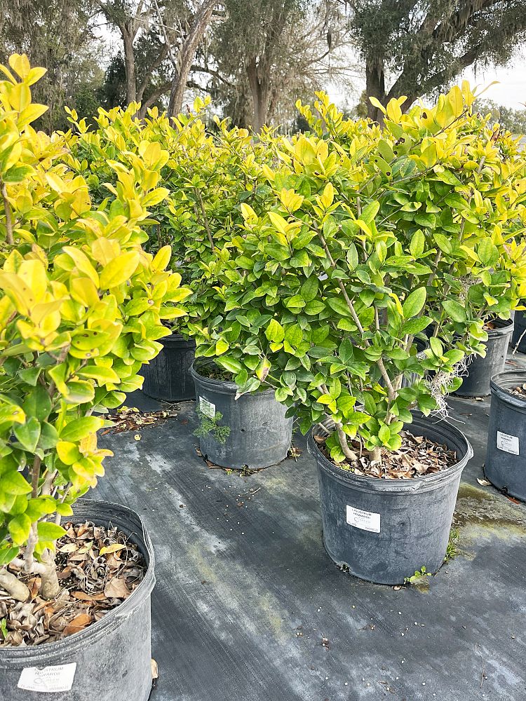 ligustrum-japonicum-howardi-japanese-privet-wax-leaf-ligustrum