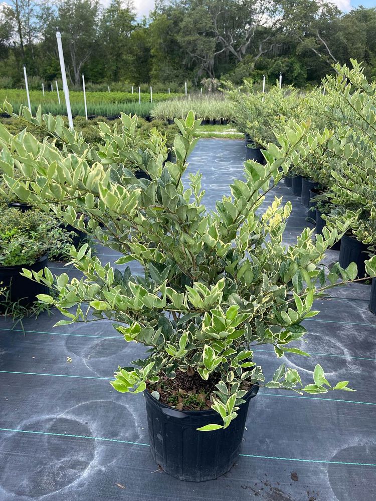 ligustrum-japonicum-jack-frost-japanese-privet-wax-leaf-ligustrum