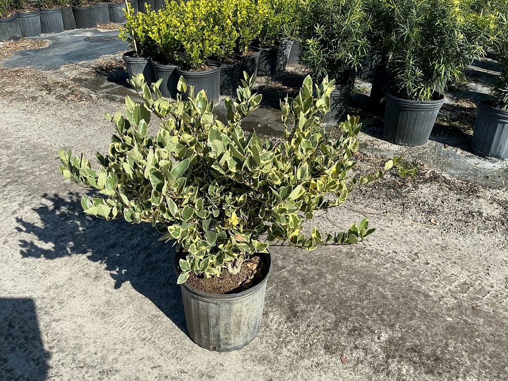 ligustrum-japonicum-jack-frost-japanese-privet-wax-leaf-ligustrum