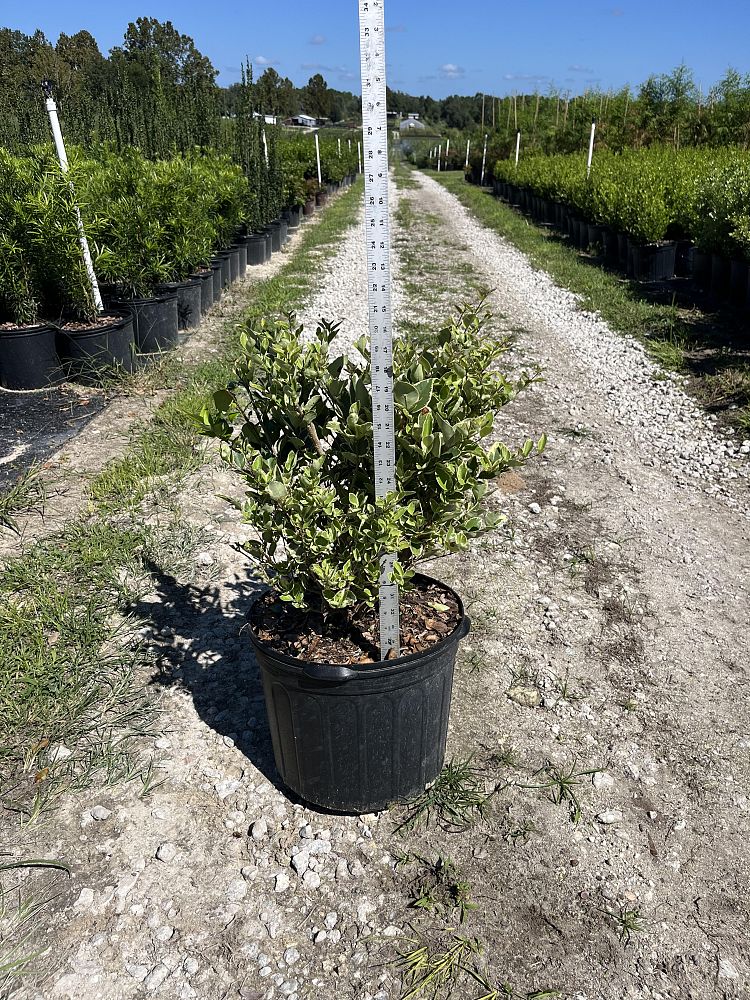 ligustrum-japonicum-jack-frost-japanese-privet-wax-leaf-ligustrum