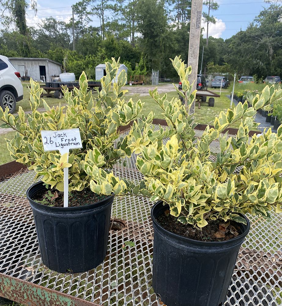 ligustrum-japonicum-jack-frost-japanese-privet-wax-leaf-ligustrum