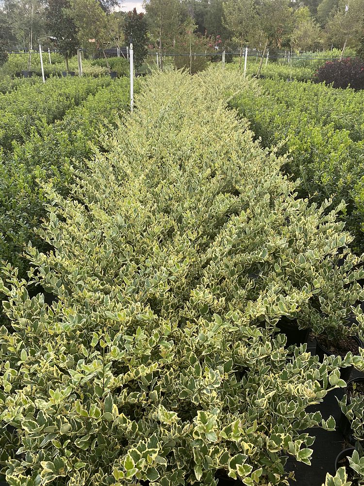 ligustrum-japonicum-jack-frost-japanese-privet-wax-leaf-ligustrum