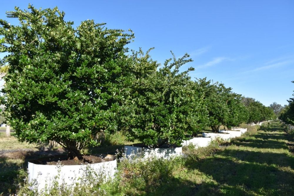 ligustrum-japonicum-japanese-privet-wax-leaf-ligustrum