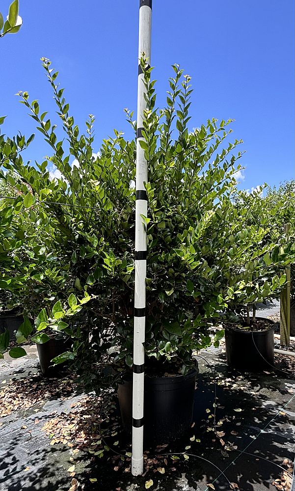 ligustrum-japonicum-japanese-privet-wax-leaf-ligustrum