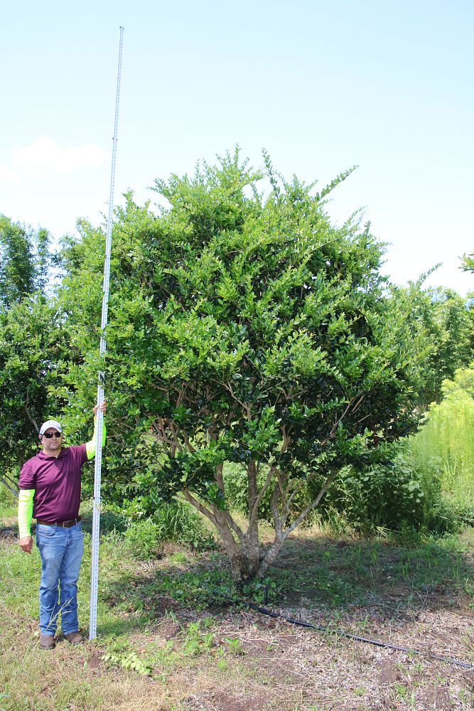 ligustrum-japonicum-japanese-privet-wax-leaf-ligustrum