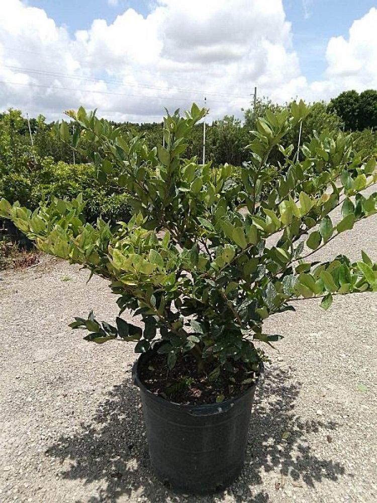 ligustrum-japonicum-japanese-privet-wax-leaf-ligustrum