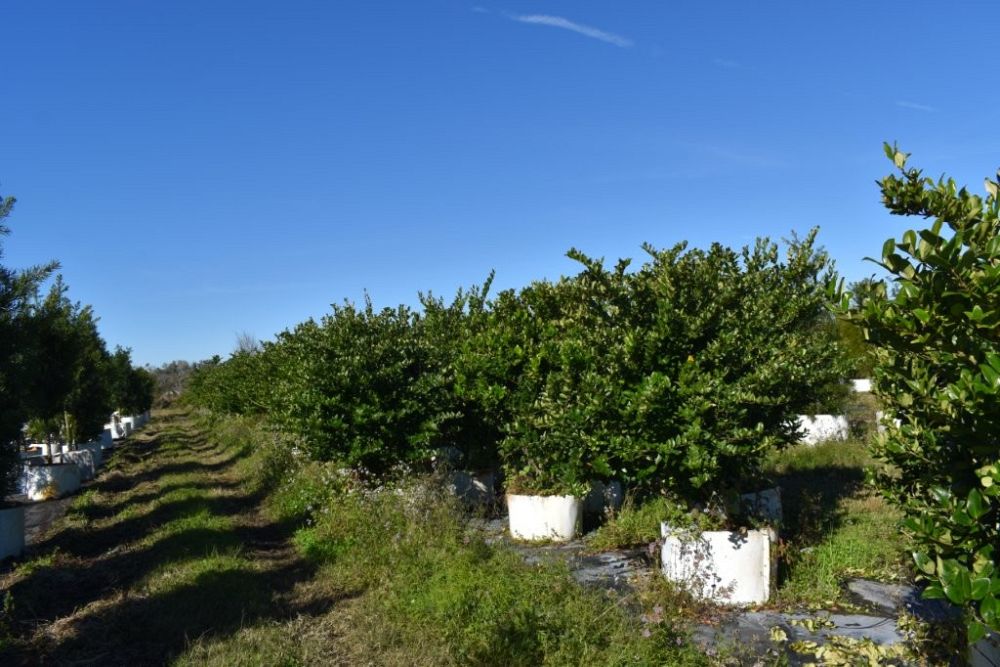 ligustrum-japonicum-japanese-privet-wax-leaf-ligustrum