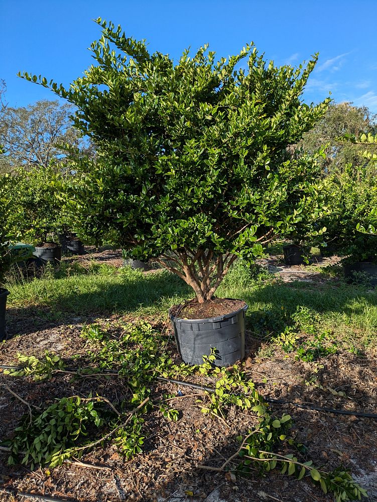 ligustrum-japonicum-japanese-privet-wax-leaf-ligustrum