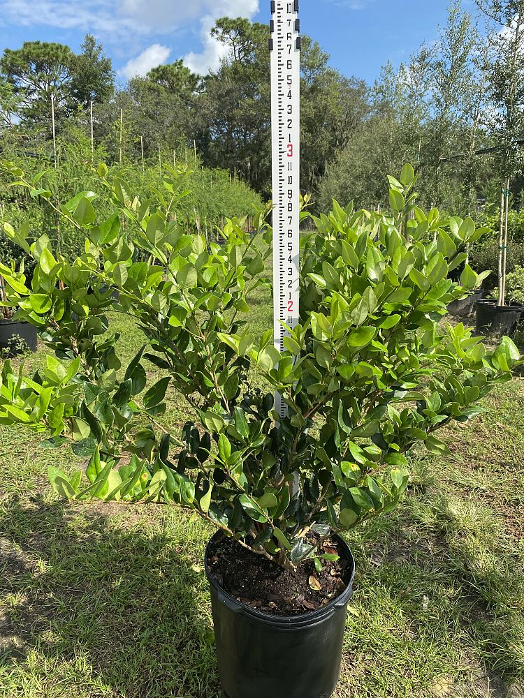 ligustrum-japonicum-japanese-privet-wax-leaf-ligustrum