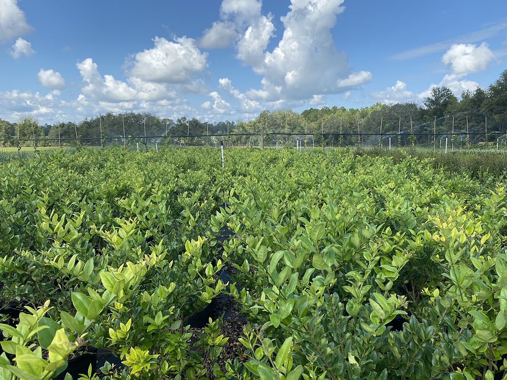 ligustrum-japonicum-japanese-privet-wax-leaf-ligustrum