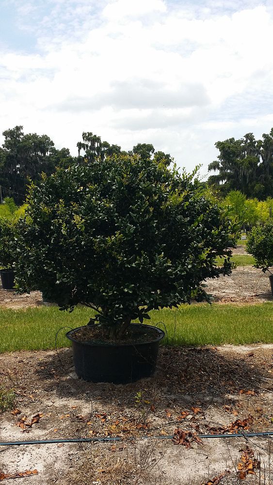 ligustrum-japonicum-japanese-privet-wax-leaf-ligustrum