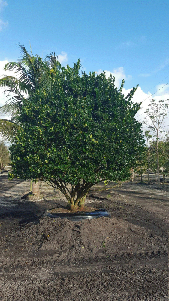 ligustrum-japonicum-japanese-privet-wax-leaf-ligustrum