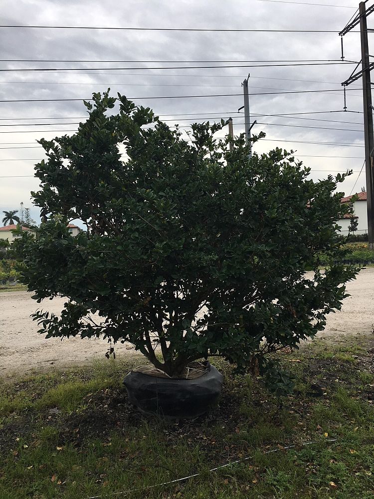 ligustrum-japonicum-japanese-privet-wax-leaf-ligustrum