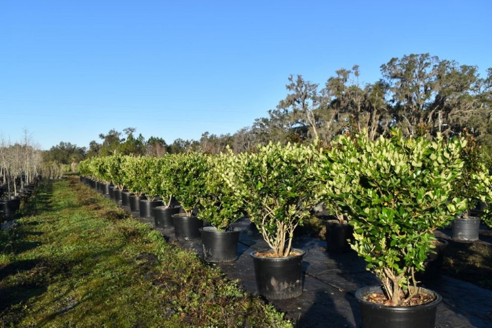 ligustrum-japonicum-japanese-privet-wax-leaf-ligustrum