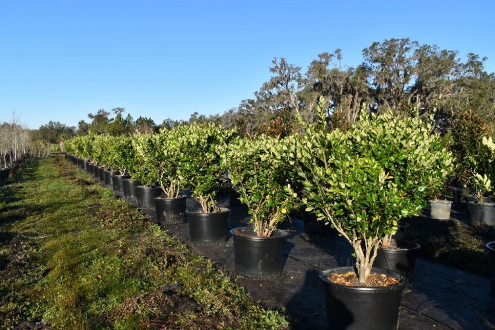 ligustrum-japonicum-japanese-privet-wax-leaf-ligustrum