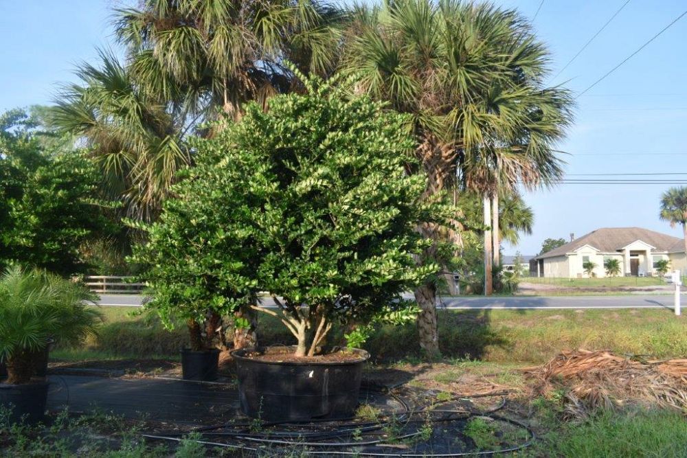 ligustrum-japonicum-japanese-privet-wax-leaf-ligustrum