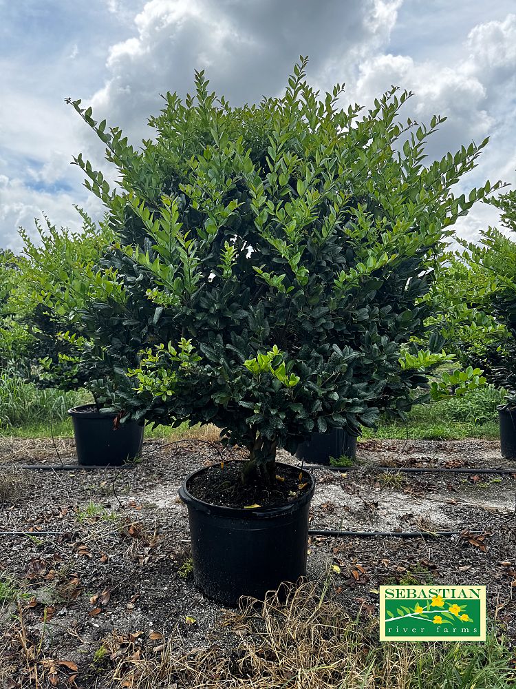 ligustrum-japonicum-japanese-privet-wax-leaf-ligustrum