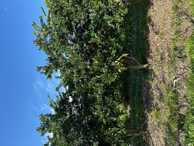 ligustrum-japonicum-japanese-privet-wax-leaf-ligustrum