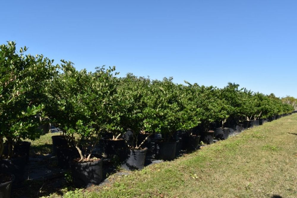 ligustrum-japonicum-japanese-privet-wax-leaf-ligustrum