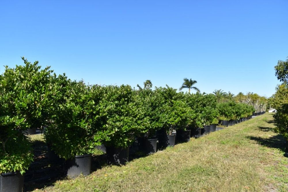 ligustrum-japonicum-japanese-privet-wax-leaf-ligustrum