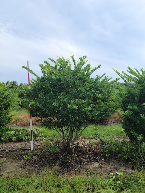 ligustrum-japonicum-japanese-privet-wax-leaf-ligustrum