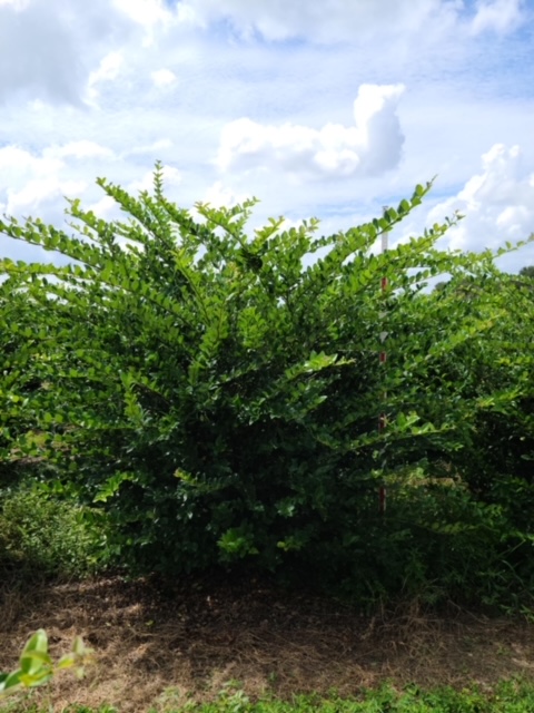 ligustrum-japonicum-japanese-privet-wax-leaf-ligustrum