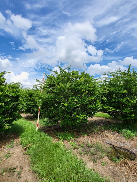 ligustrum-japonicum-japanese-privet-wax-leaf-ligustrum