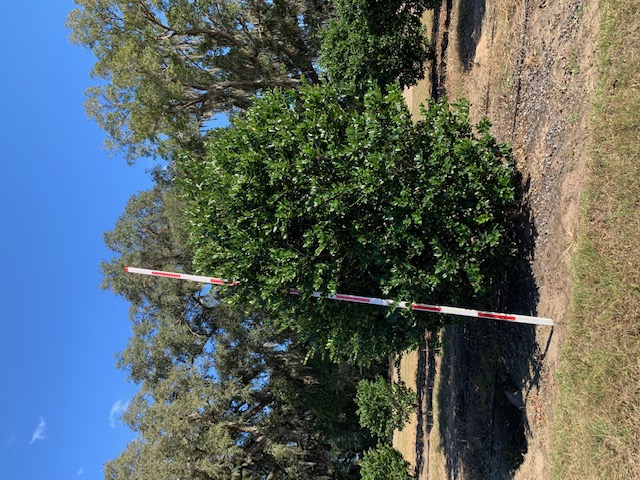 ligustrum-japonicum-japanese-privet-wax-leaf-ligustrum