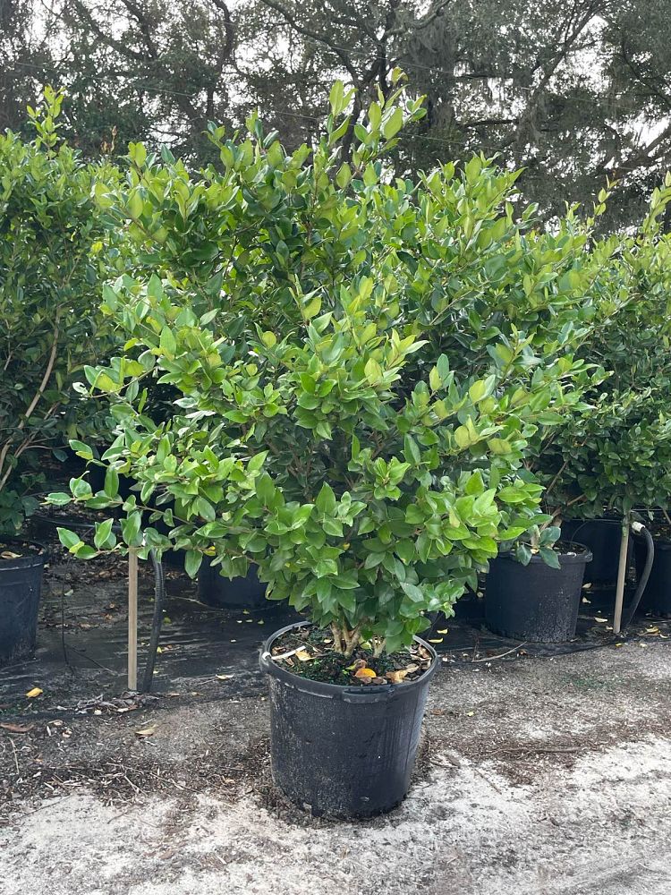 ligustrum-japonicum-japanese-privet-wax-leaf-ligustrum