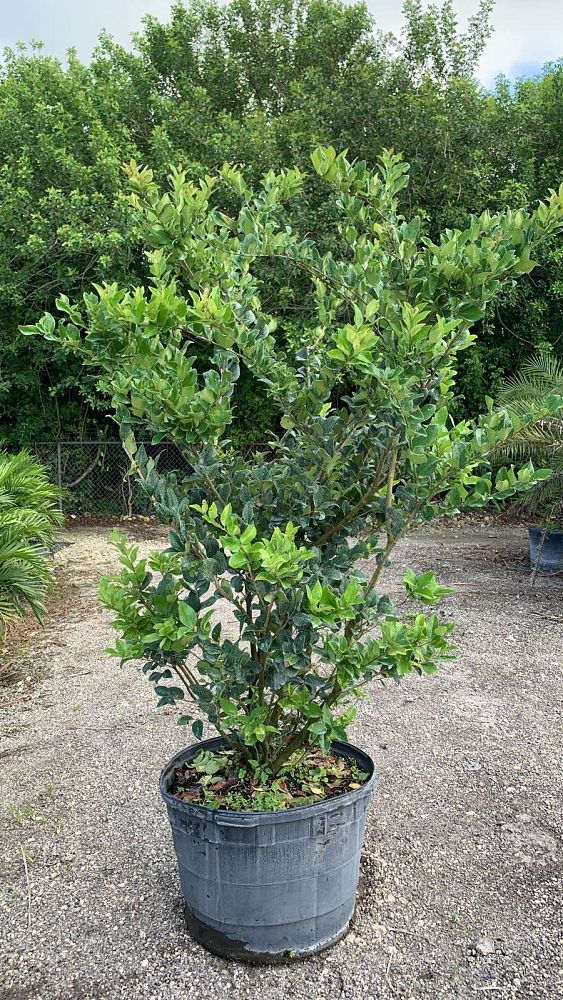 ligustrum-japonicum-japanese-privet-wax-leaf-ligustrum