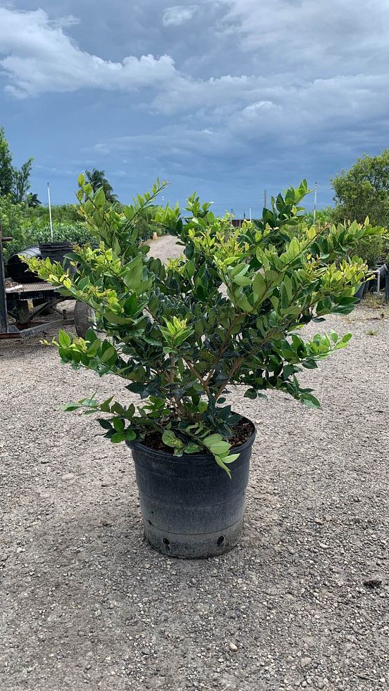 ligustrum-japonicum-japanese-privet-wax-leaf-ligustrum