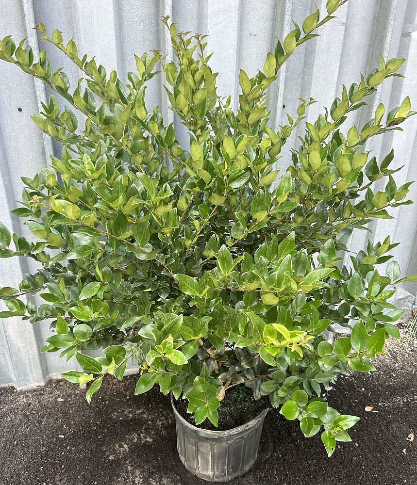 ligustrum-japonicum-japanese-privet-wax-leaf-ligustrum