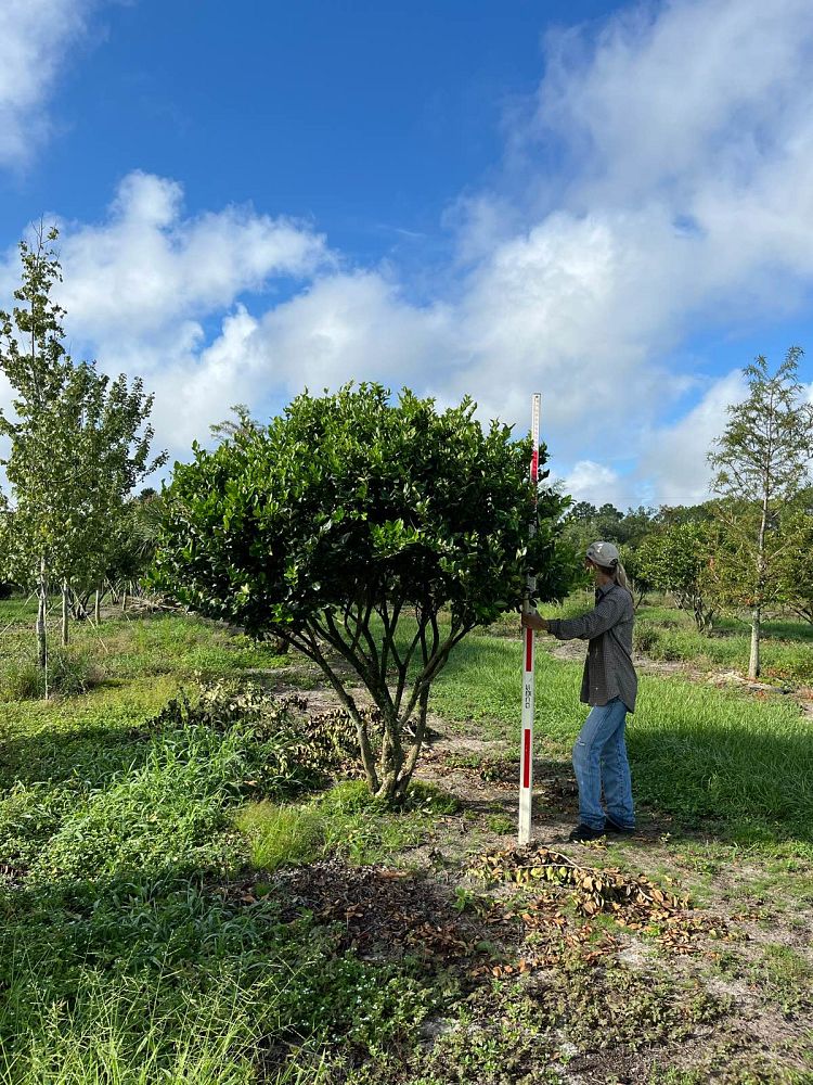 ligustrum-japonicum-japanese-privet-wax-leaf-ligustrum