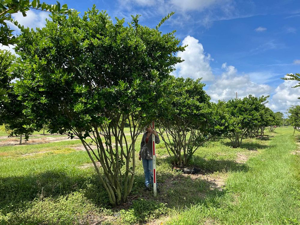 ligustrum-japonicum-japanese-privet-wax-leaf-ligustrum