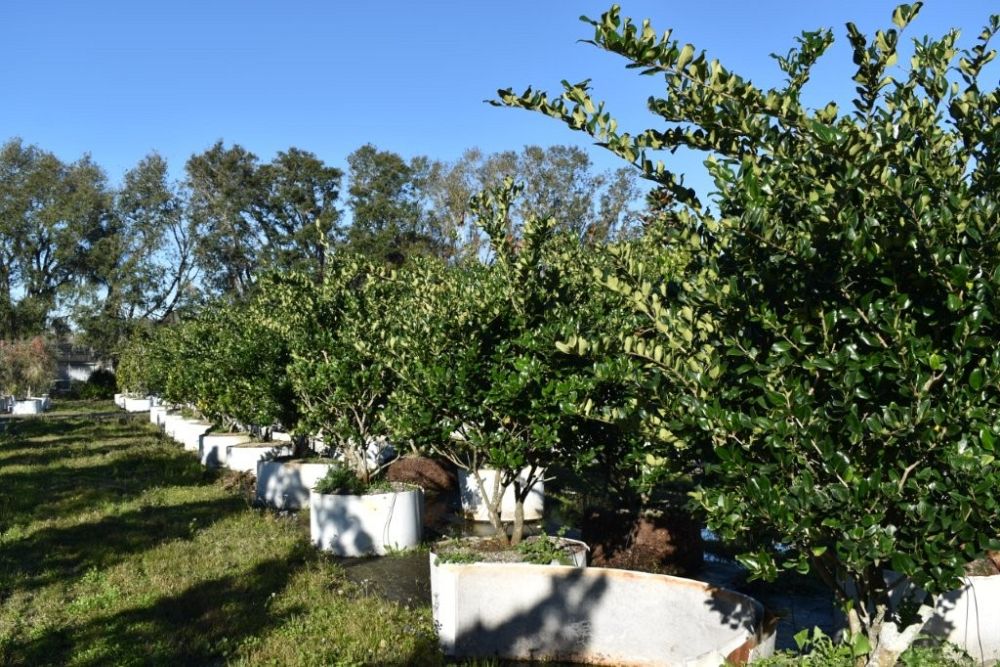 ligustrum-japonicum-japanese-privet-wax-leaf-ligustrum