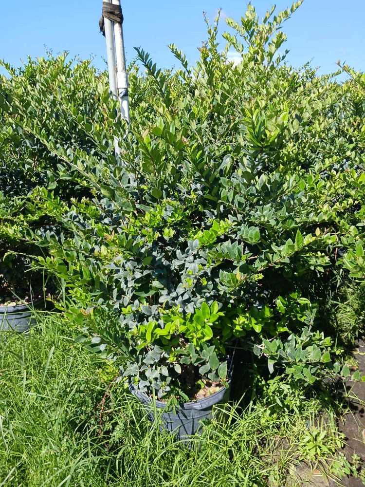 ligustrum-japonicum-japanese-privet-wax-leaf-ligustrum