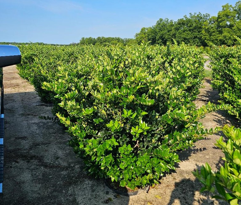 ligustrum-japonicum-japanese-privet-wax-leaf-ligustrum