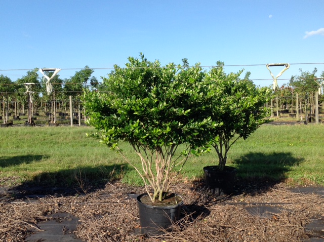 ligustrum-japonicum-japanese-privet-wax-leaf-ligustrum