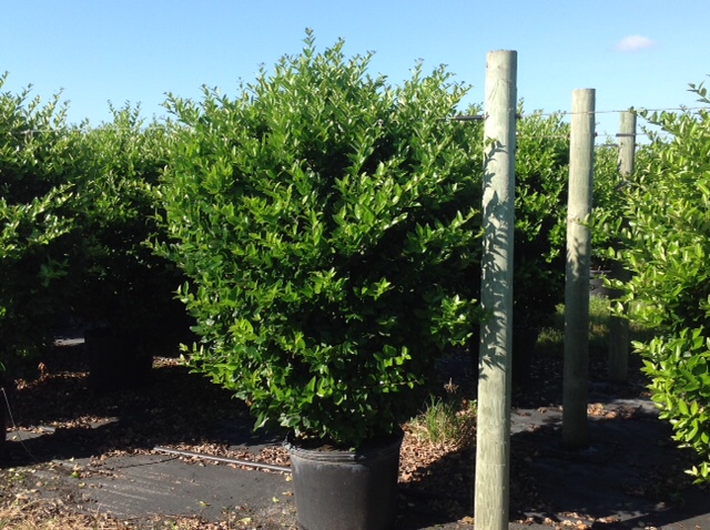 ligustrum-japonicum-japanese-privet-wax-leaf-ligustrum