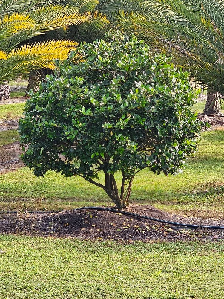 ligustrum-japonicum-japanese-privet-wax-leaf-ligustrum