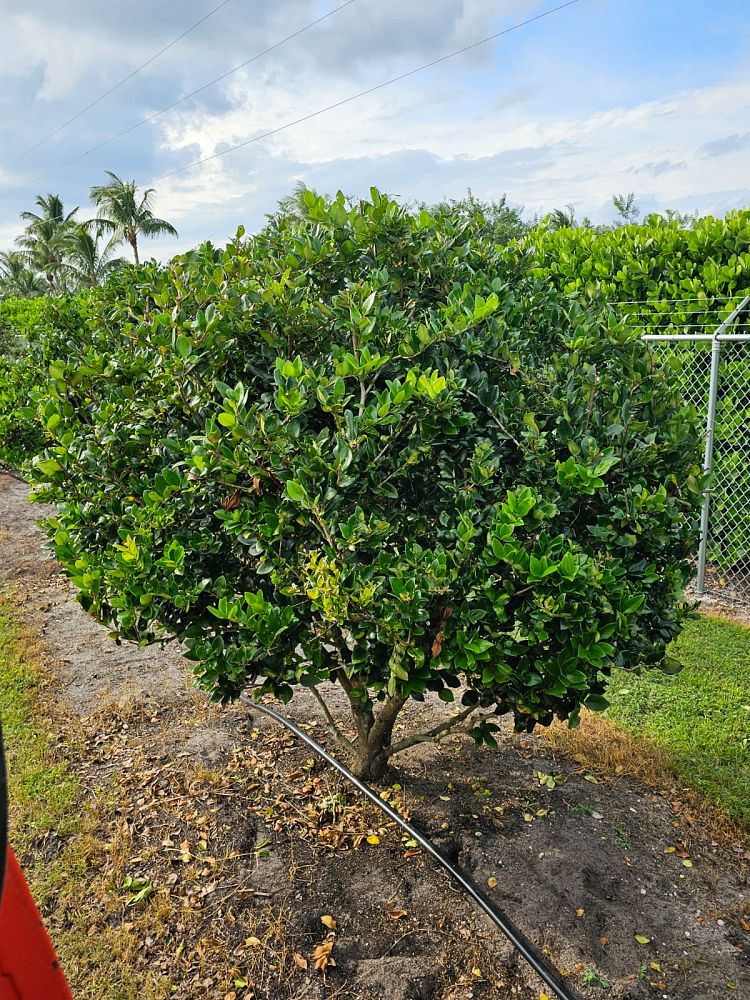 ligustrum-japonicum-japanese-privet-wax-leaf-ligustrum