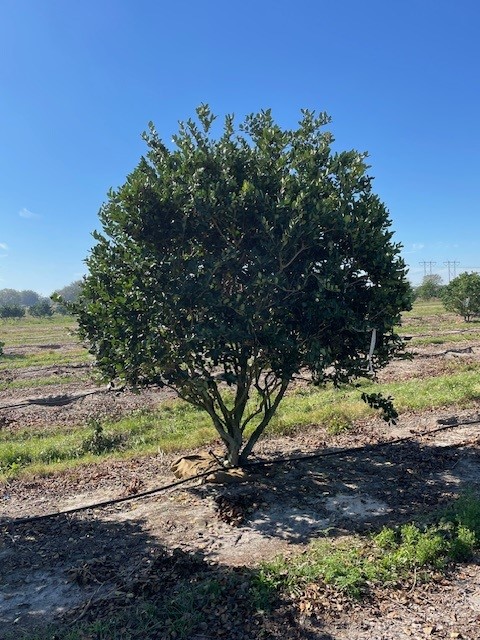 ligustrum-japonicum-japanese-privet-wax-leaf-ligustrum