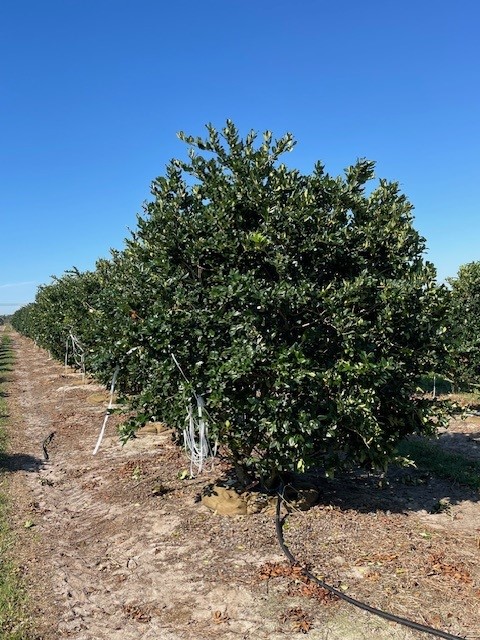 ligustrum-japonicum-japanese-privet-wax-leaf-ligustrum