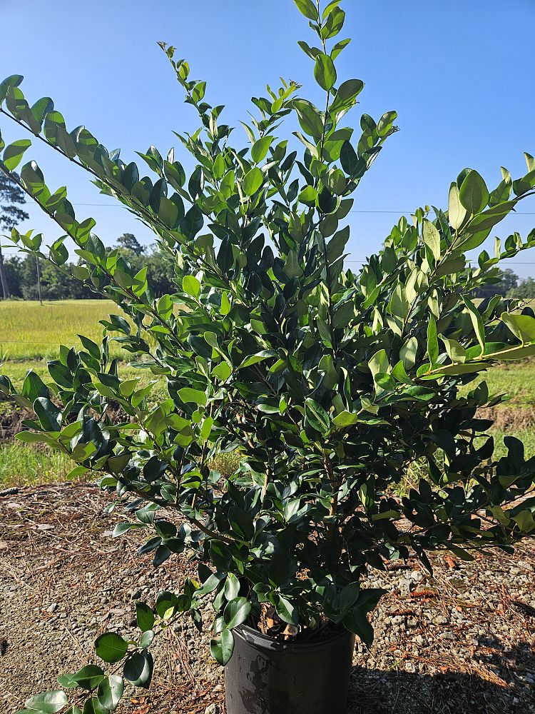 ligustrum-japonicum-japanese-privet-wax-leaf-ligustrum