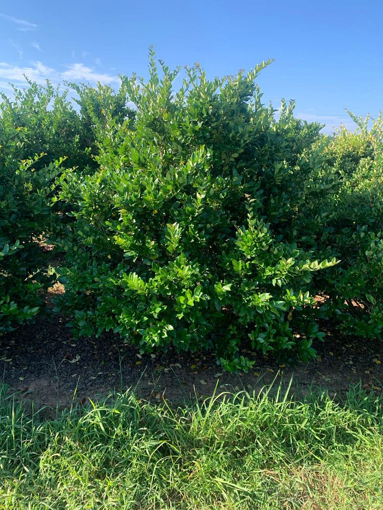 ligustrum-japonicum-japanese-privet-wax-leaf-ligustrum