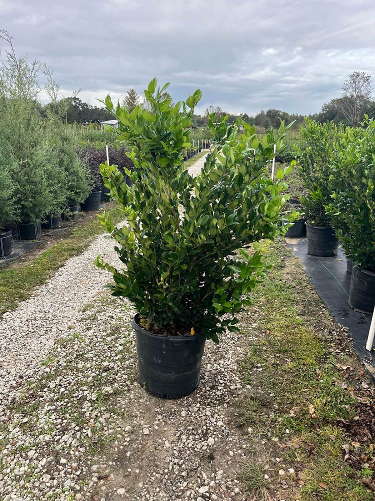 ligustrum-japonicum-japanese-privet-wax-leaf-ligustrum